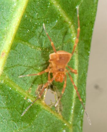 Media type: image;   Invertebrate Zoology 136540